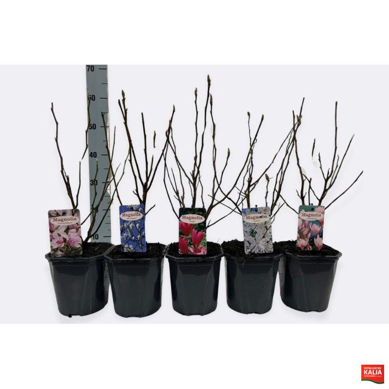 MAGNOLIJA, (Magnolia sp.),MIX, P17H50