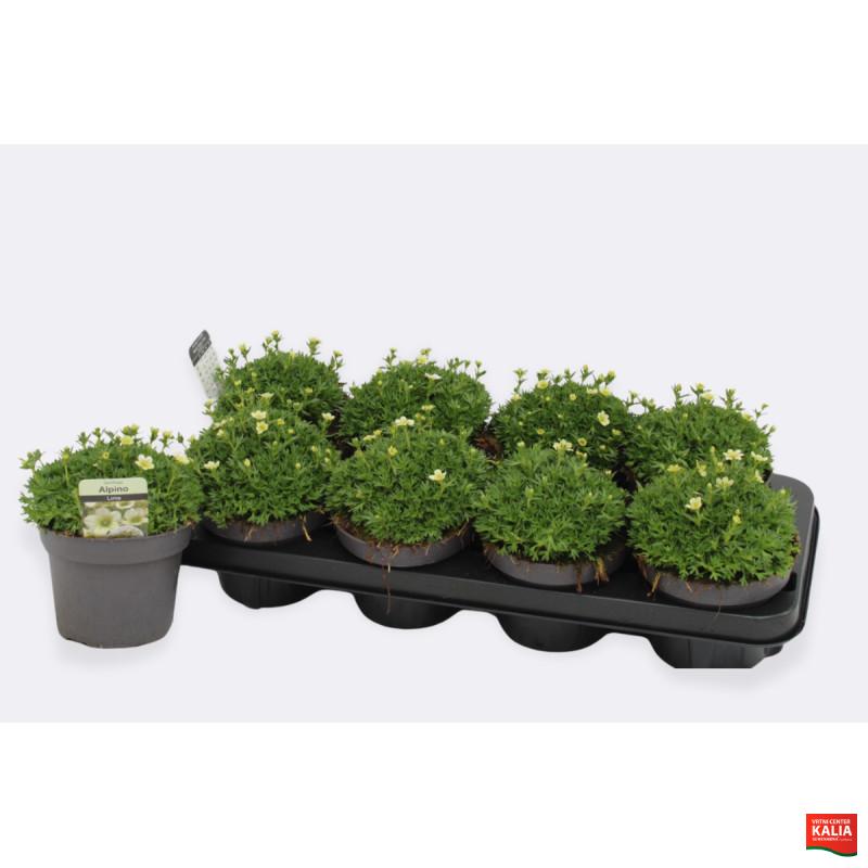 SAXIFRAGA (Saxifraga × arendsii Alpino White), P13H20