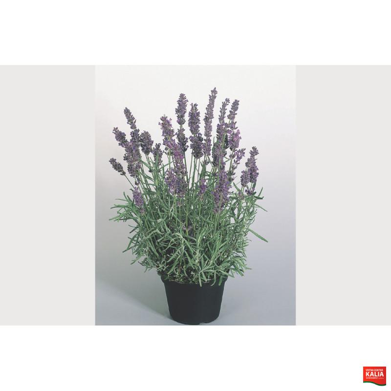 SIVKA (Lavandula angustifolia