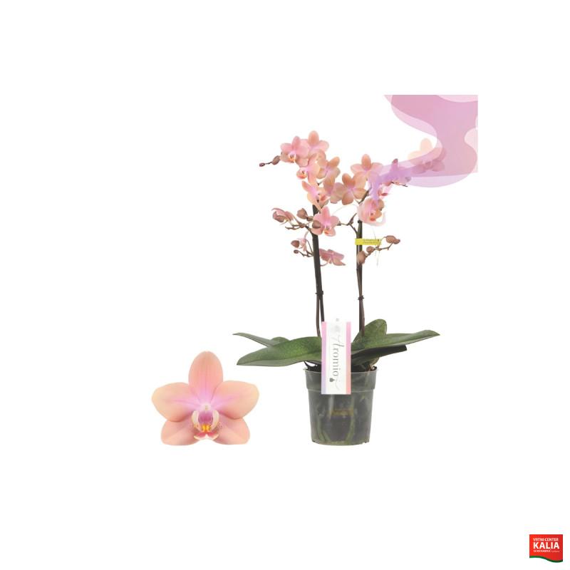 ORHIDEJA PHALAENOPSIS (Phalaenopsis sp.), DIŠEČA, 2 STEBELNA, P12H35