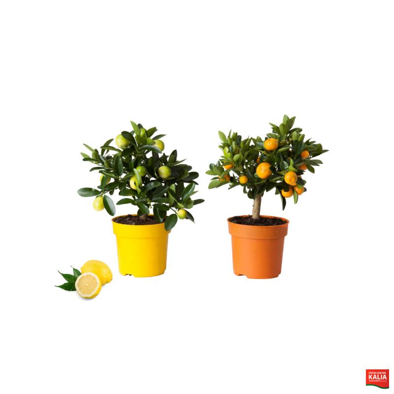 CITRUS, MIX (Citrus sp.), P21H70