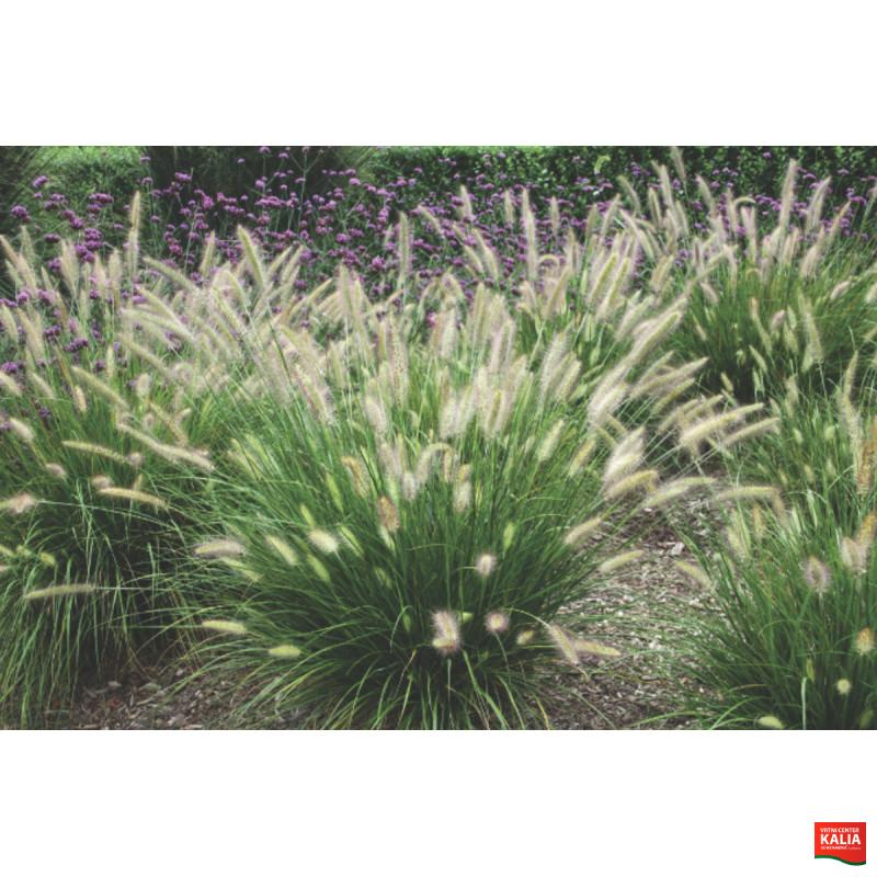 PERJANKA (Pennisetun alopecuroides 