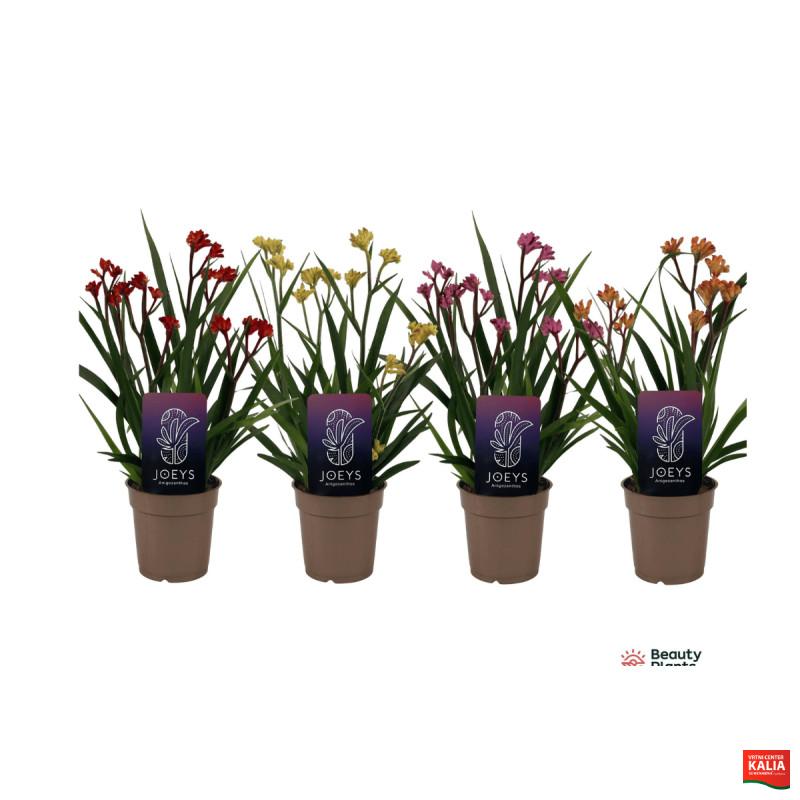ANIGOZANTHOS, KENGURUJEVE TAČKE, MIX (Anigozanthos sp.), P12H40 