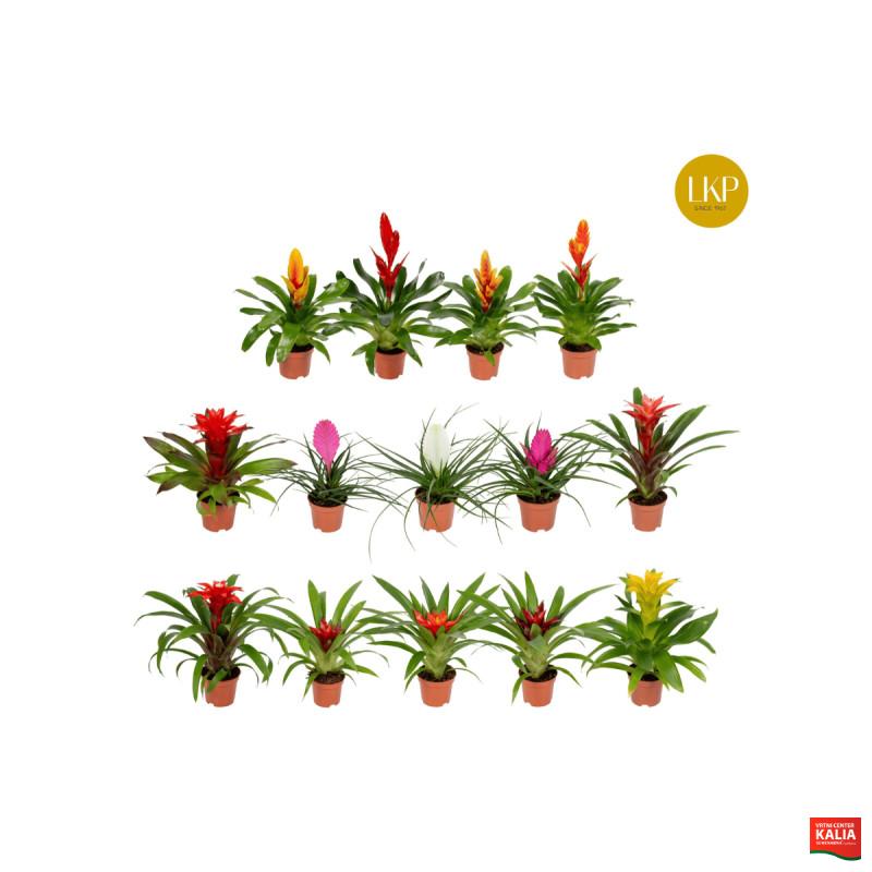BROMELIJA, ADVANTURE MIX (Bromelia, 13 Advanture mixed), P9H30