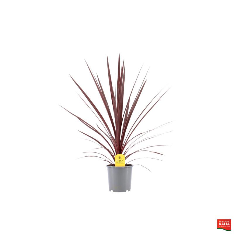 KIJEVKA ( Cordyline australis