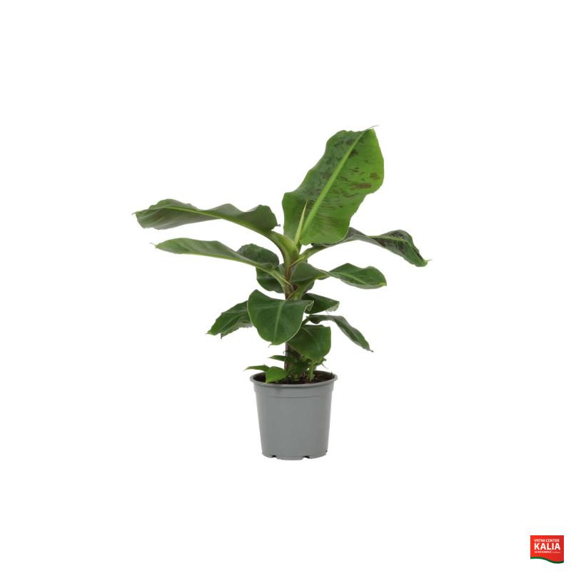BANANOVEC ( Musa acuminata