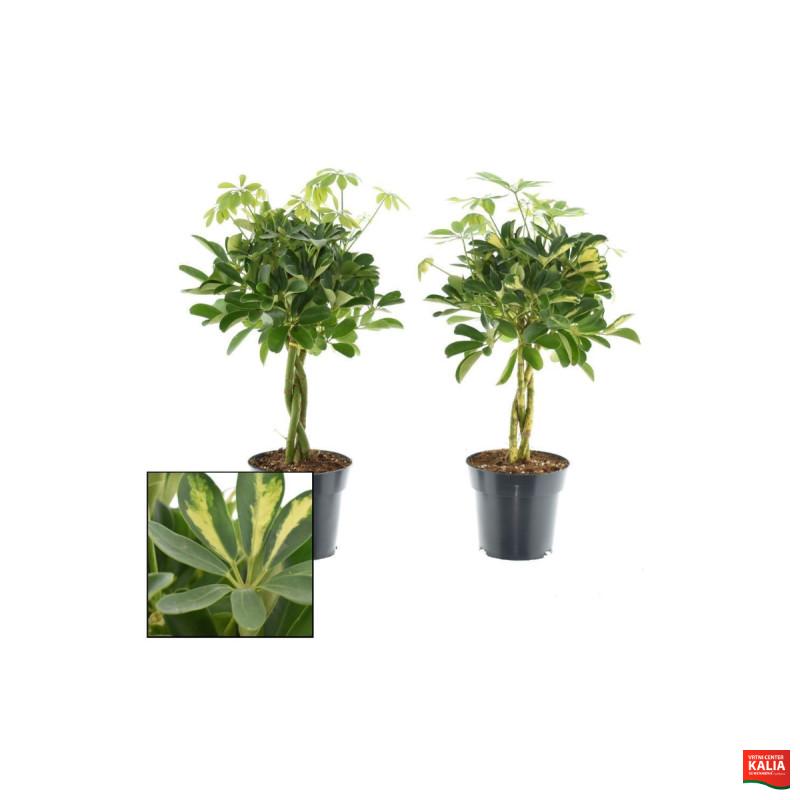 ŠEFLERA, DREVESASTA MIX (Schefflera arboricola), P17H60