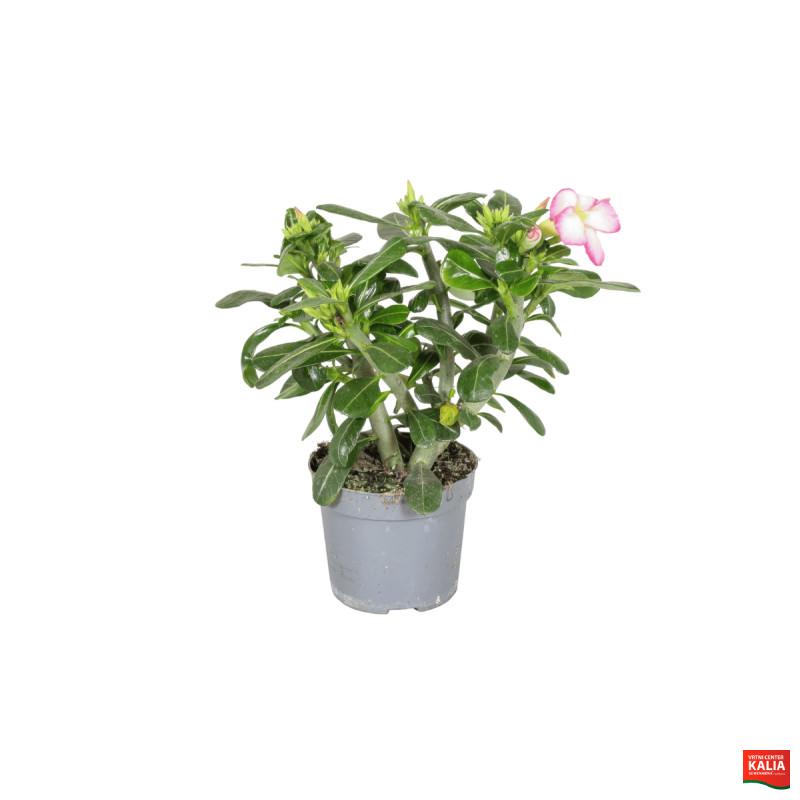PUŠČAVSKA ROŽA (Adenium obesum 