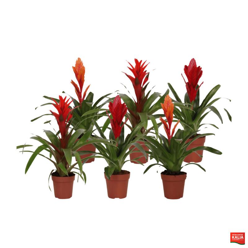BROMELIJA, URBAN MIX (Bromelia, Urban mix), P12H45 