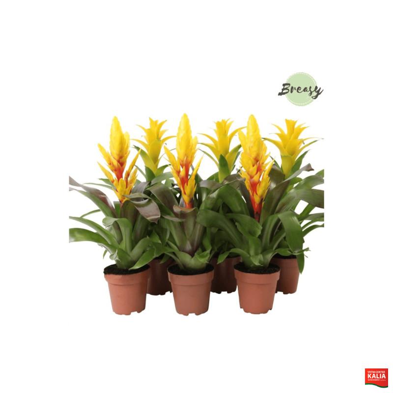 BROMELIJA, RUMENI MIX (Bromelia, Yellow mix), P12H45 