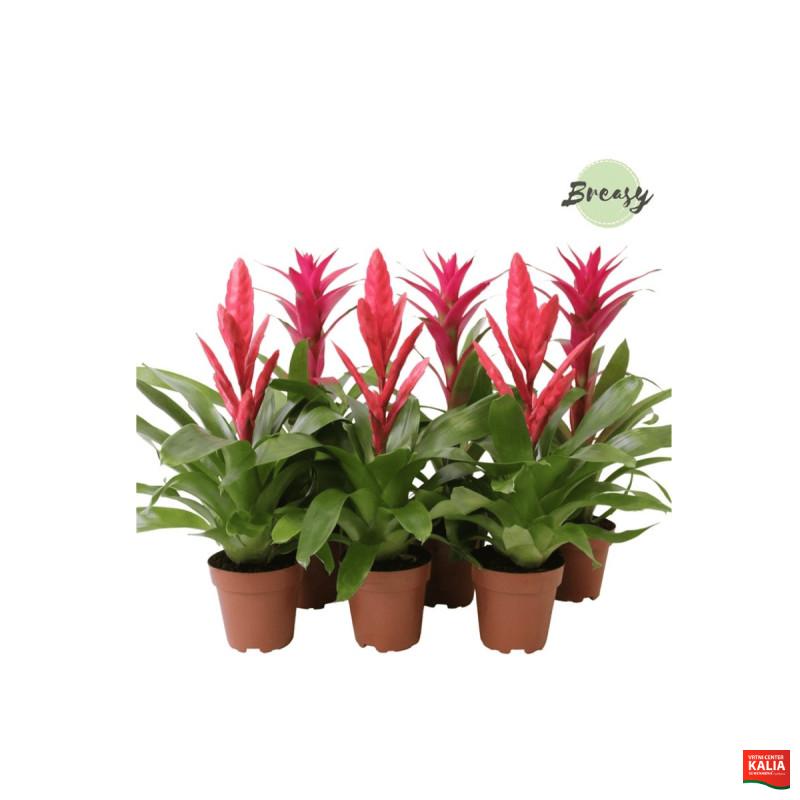 BROMELIJA, ROZA MIX (Bromelia, Pink mix), P12H45