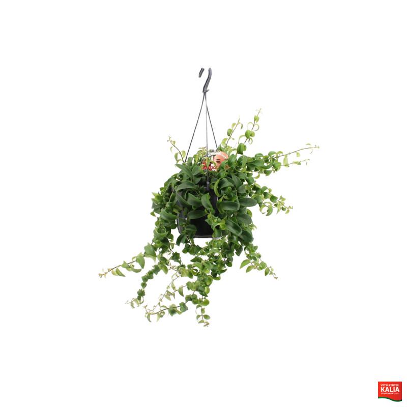 Aeschynanthus (Aeschynanthus radicans