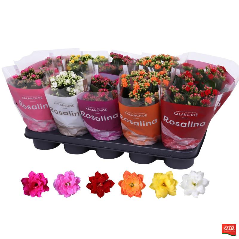 Kalanhoja (Kalanchoe blossfeldiana, RosDon Collection, Ton sur Ton mix), P12H27 