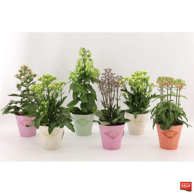 Kalanhoja (Kalanchoe blossfeldiana 