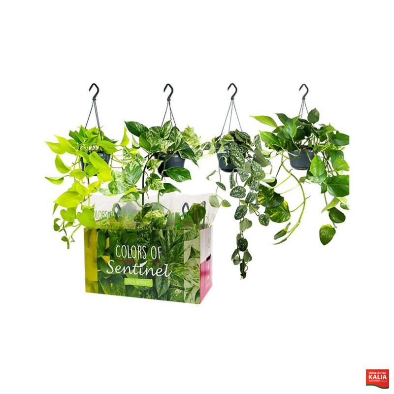 Potos (Epipremnum pinnatum), mix obešanka, P15H40 
