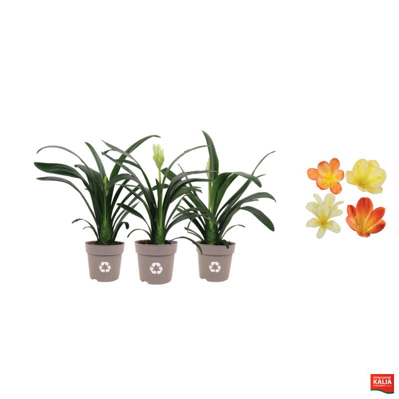 CLIVIA (Clivia miniata), P13H50 