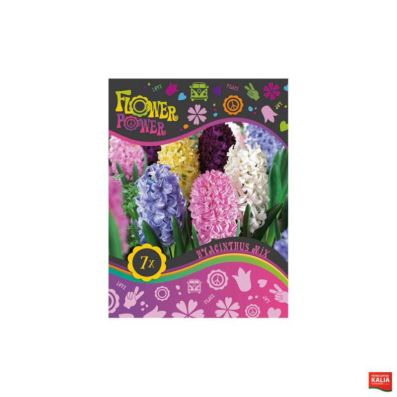 Flover Power Hyacinthus Orientalis mix 5/1 