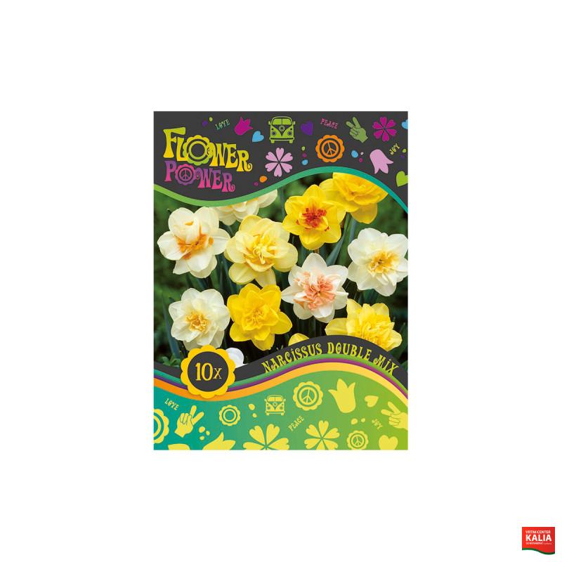 Flover Power Narcissus Double mix 8/1 