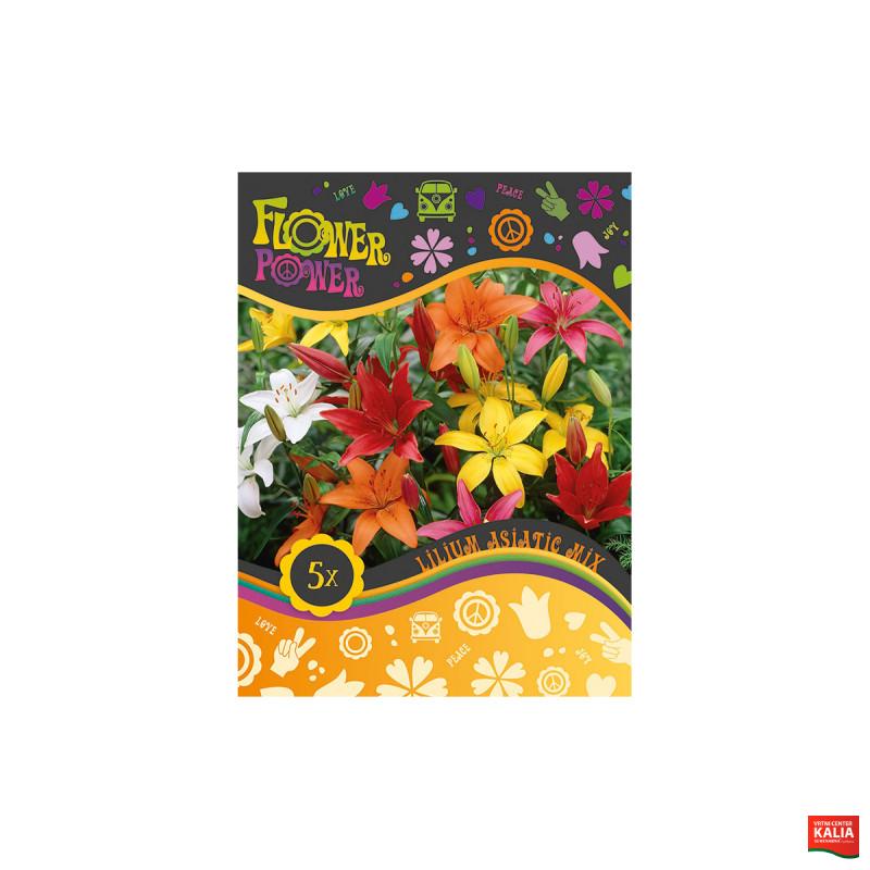 Flover Power Lilium Asiatic mix 4/1 