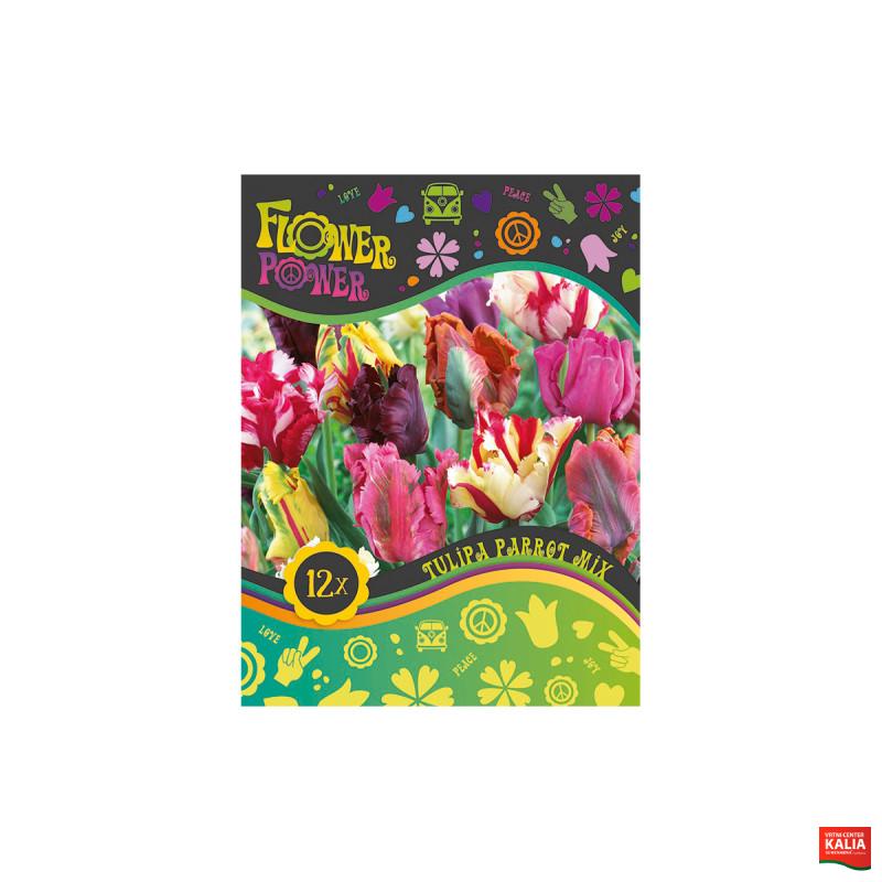 Flover Power Tulipa Parrot mix 8/1 