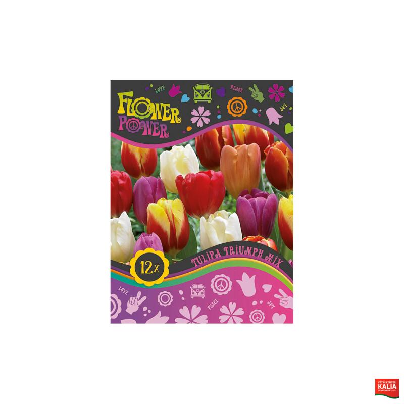 Flover Power Tulipa Triumph mix 8/1 