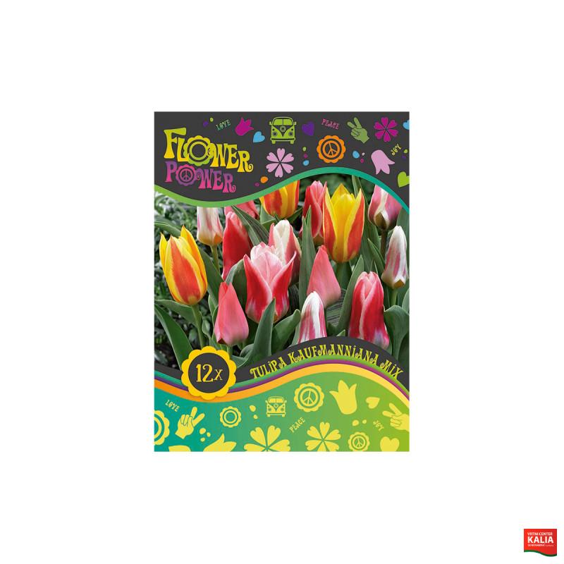 Flover Power Tulipa Kaufmanniana mix 8/1 