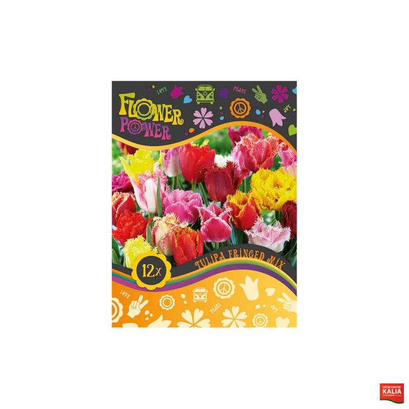 Flover Power Tulipa Fringed mix 8/1 