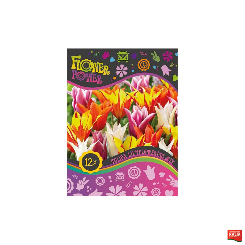 Flover Power Tulipa Lilyflowering mix 8/1 
