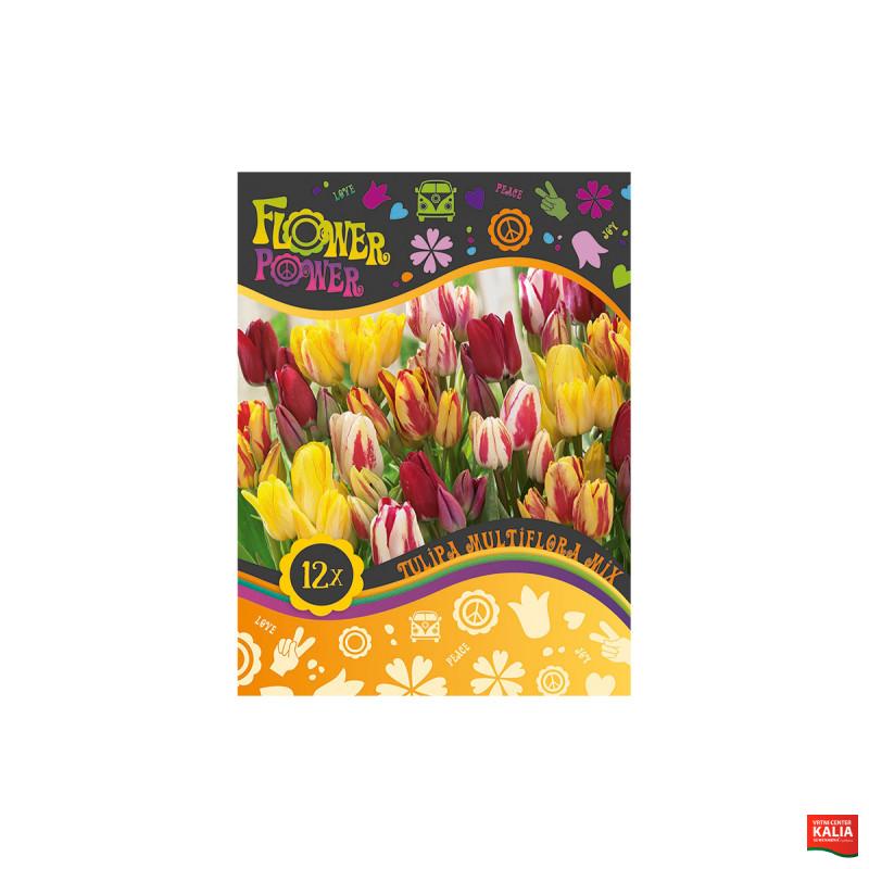 Flover Power Tulipa Multiflora mix 8/1 