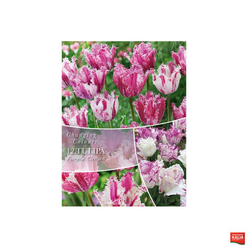 Changing Colors Tulipa Purple Circus 8/1 
