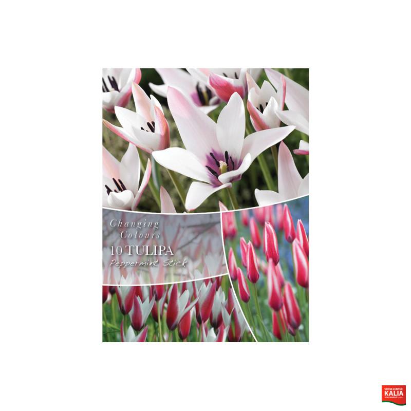 Changing Colors Tulipa Peppermint Stick 10/1 