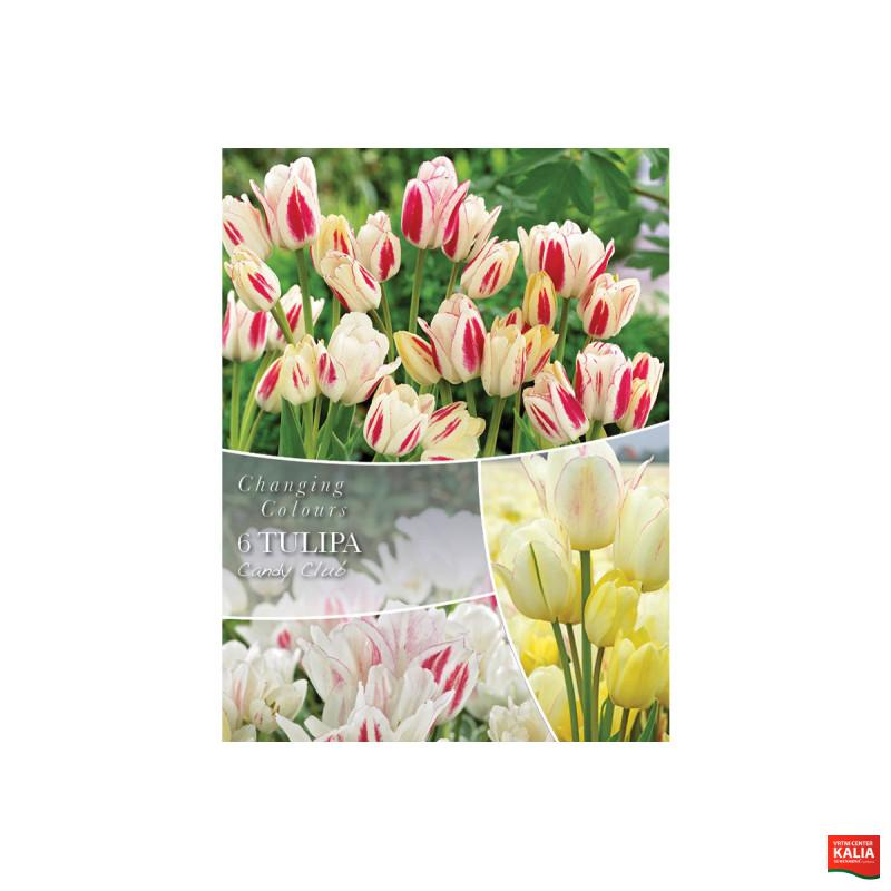 Changing Colors Tulipa Candy Club 6/1 