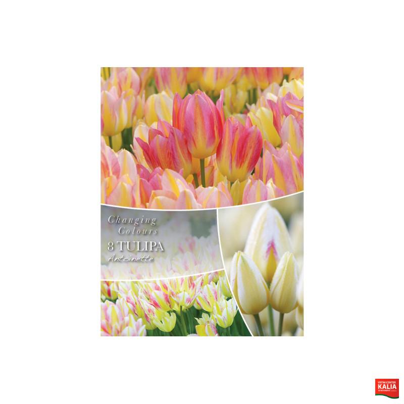 Changing Colors Tulipa Antoinette 8/1 