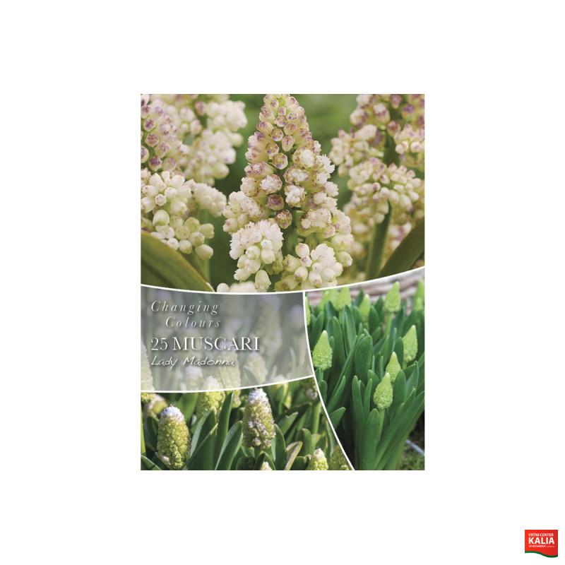 Changing Colors Muscari Lady Madonna 25/1 