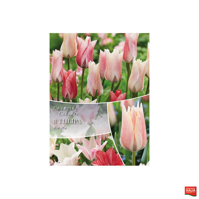 Changing Colors Tulipa Karate 6/1 