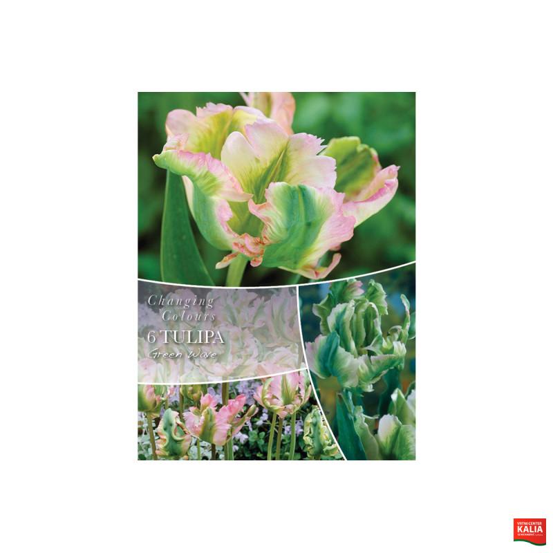 Changing Colors Tulipa Greenwave 6/1 