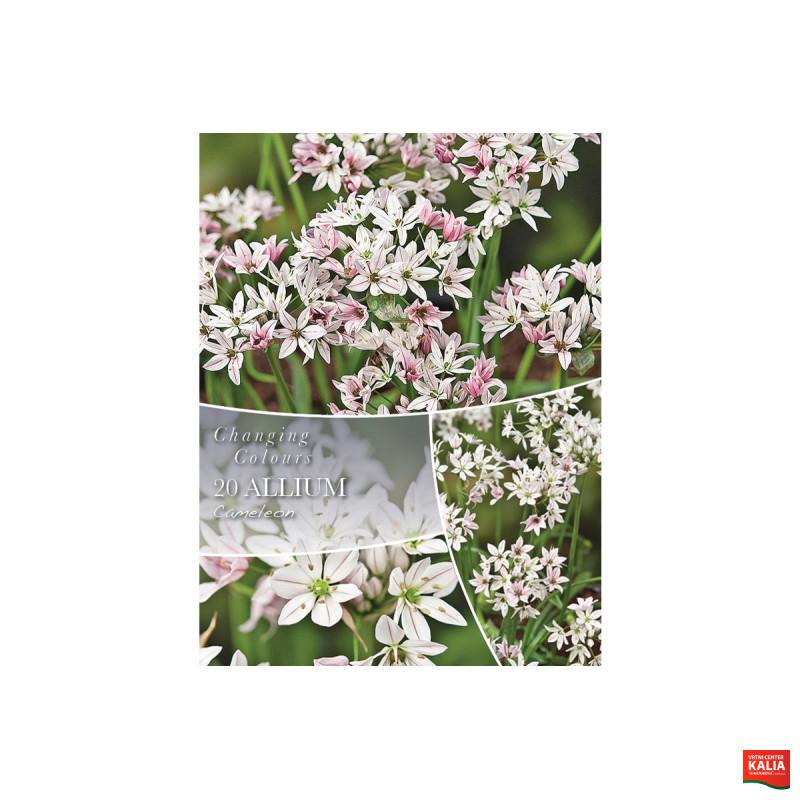 Changing Colors Allium Cameleon 20/1 