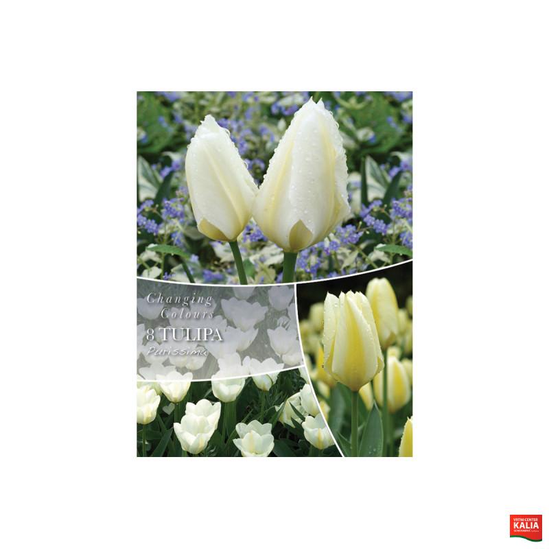 Changing Colors Tulipa Purissima 8/1 
