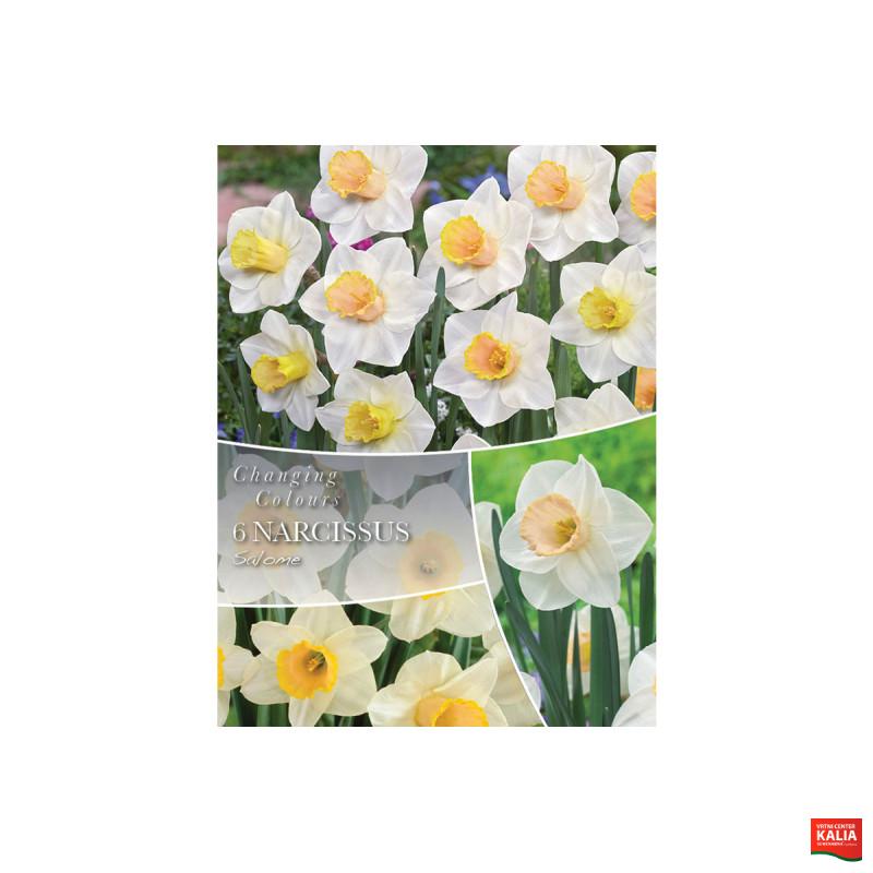 Changing Colors Narcissus Salome 6/1 