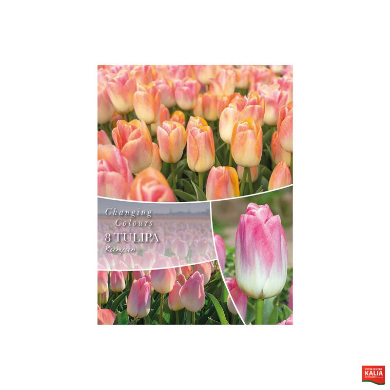 Changing Colors Tulipa Kunyun 6/1 