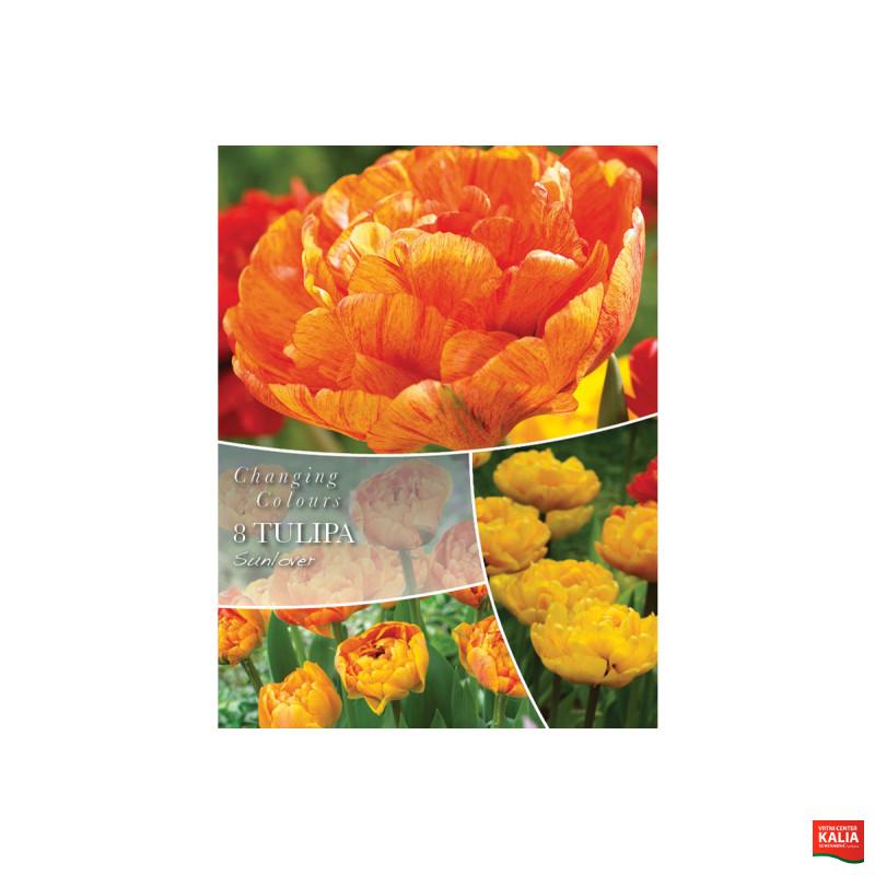 Changing Colors Tulipa Sunlover 8/1 