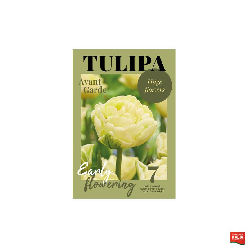 Glossy Tulipa Avant Garde 7/1 