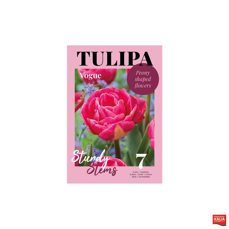 GlossyTulipa Voque 7/1 