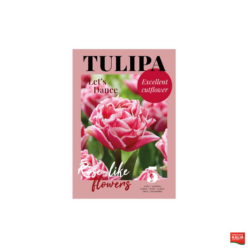 Glossy Tulipa Let