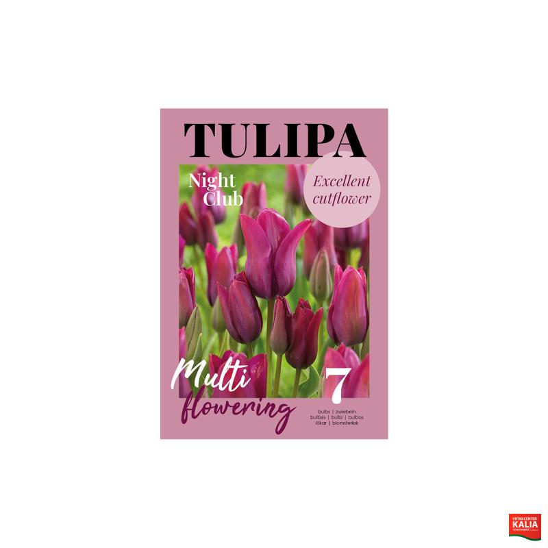 Glossy Tulipa Night Club 7/1 