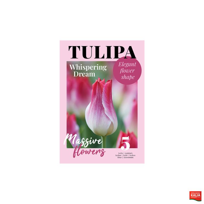 Glossy Tulipa Whispering Dream 5/1 