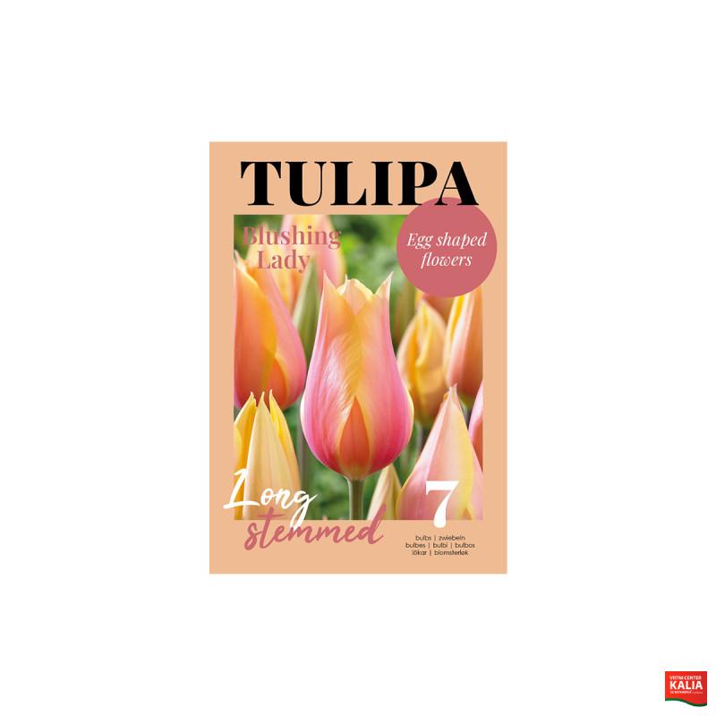Glossy Tulipa Blushing Lady 7/1 