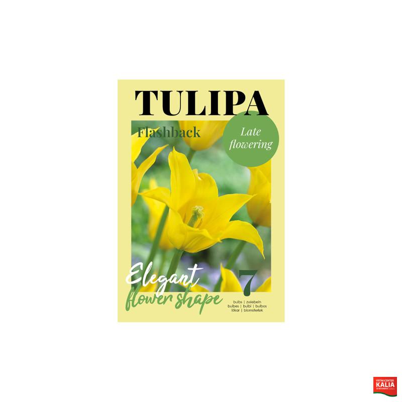 Glossy Tulipa Flashback 7/1 