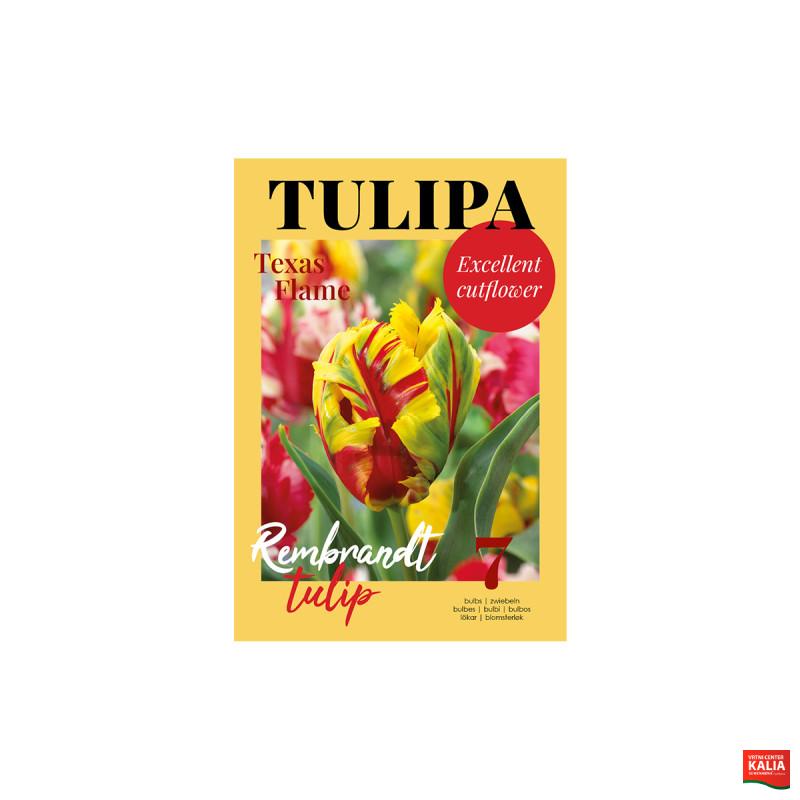 Glossy Tulipa Texas Flame 7/1 