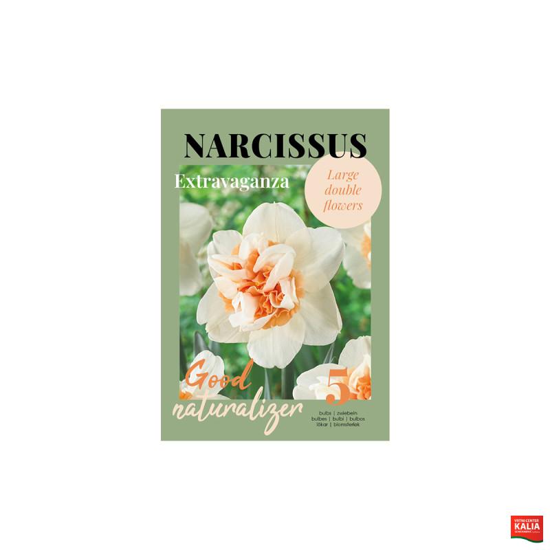 Glossy Narcissus Extravaganza 5/1 
